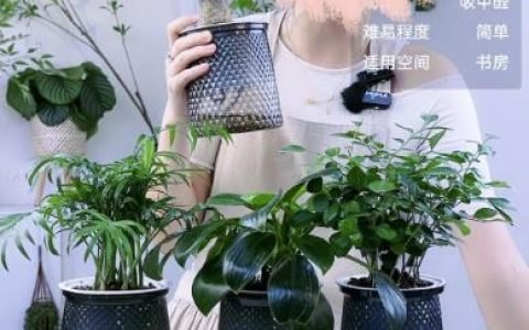 小众细分类目，一个月卖货超1000万！